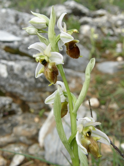 Ophrys exaltata subsp montis leonis apocromatica?